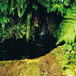 Dr Bach - Rock Water Bach Flower Remedy